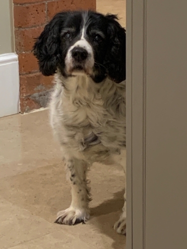 Rosie-375×500